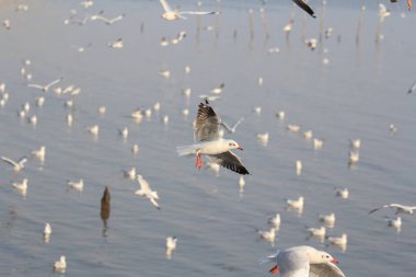 Martı gökyüzünde uçuyor