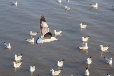 Martı gökyüzünde uçuyor