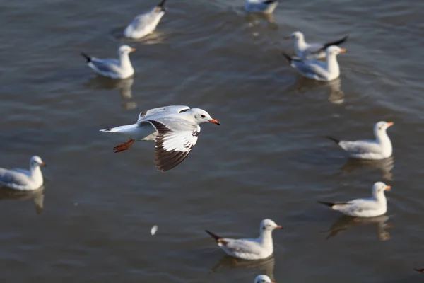 Gaviota volando en el cielo —  Fotos de Stock