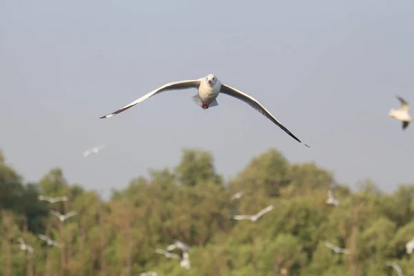 Gaivota voando no céu — Fotografia de Stock