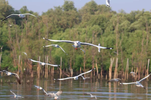 Gaivota voando no céu — Fotografia de Stock