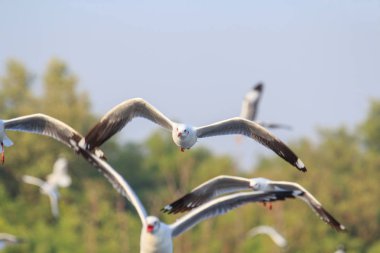 Martı gökyüzünde uçuyor