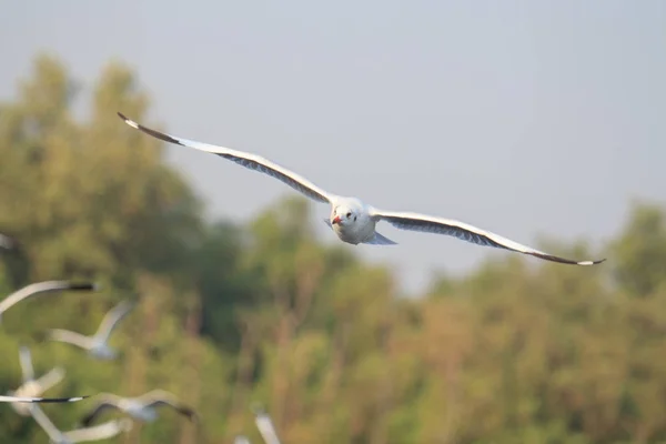 Gaivota voando no céu — Fotografia de Stock