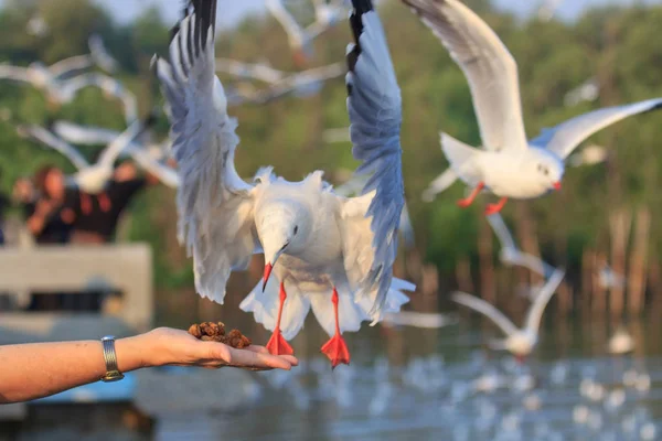 Gaivota de alimentação no mar — Fotografia de Stock