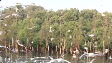 Martı gökyüzünde uçuyor