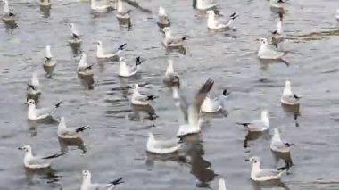 Denizde yüzme martı