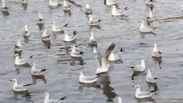 Seagull zwemmen in de zee — Stockvideo