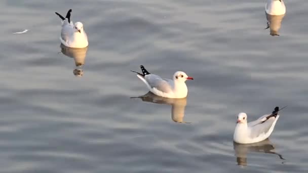 Seagull zwemmen in de zee — Stockvideo