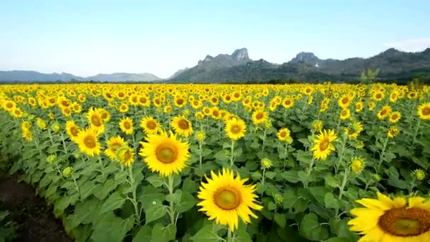 Pěkný slunečnicová pole — Stock video
