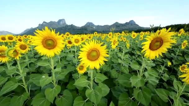 Nice sunflower field — Stock Video