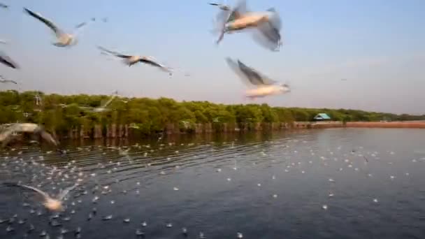 Gaivota voando no céu — Vídeo de Stock