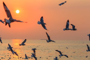 Martı gökyüzünde uçuyor