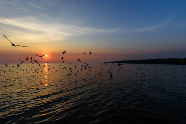 Gaviota volando en el cielo —  Fotos de Stock