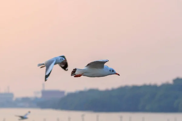 Gaivota voando no céu — Fotografia de Stock