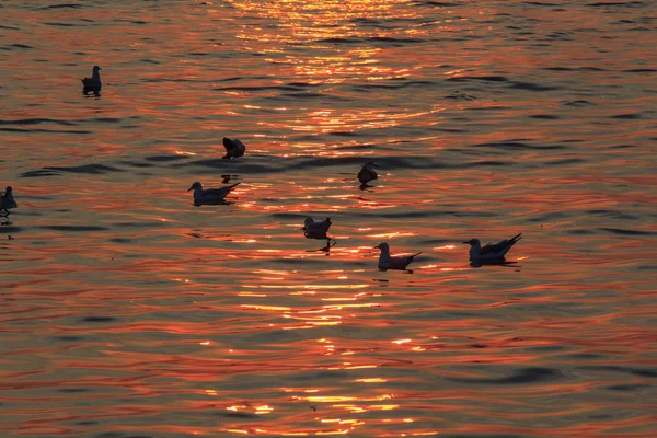 Masas de gaviotas en el mar —  Fotos de Stock