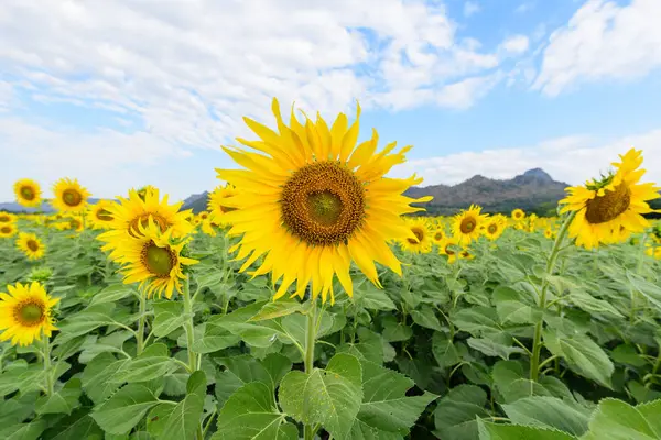 Campo de girassol na montanha — Fotografia de Stock