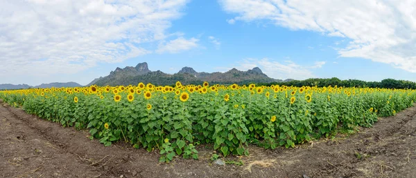 Panorama do campo de girassol na montanha — Fotografia de Stock