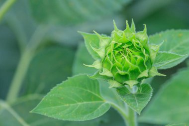 Genç ayçiçeği alan