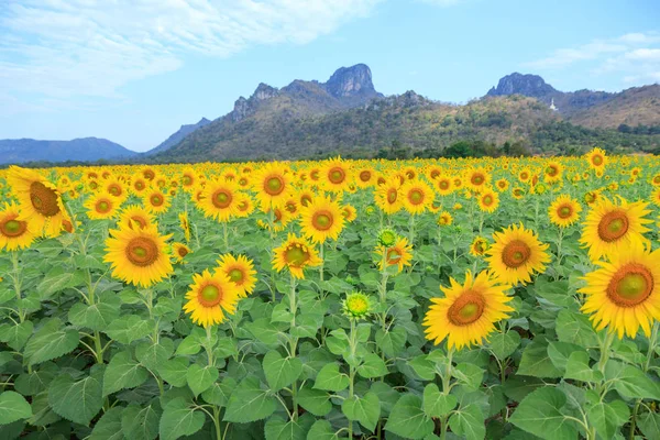 Campo de girassol na montanha — Fotografia de Stock