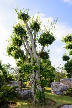 Büyük Ficus benjamina ağaç