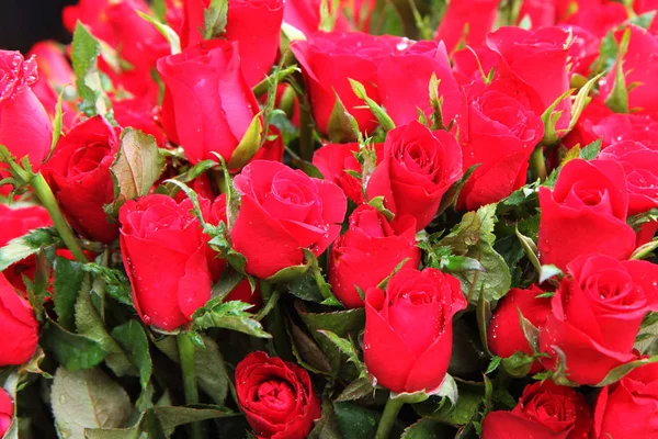 Nice red roses — Stock Photo, Image