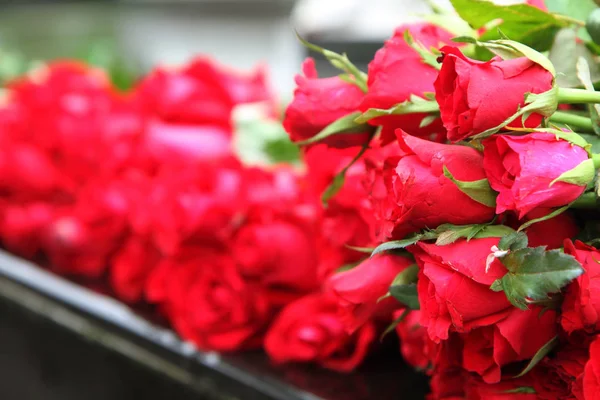 Ładne czerwone róże — Zdjęcie stockowe