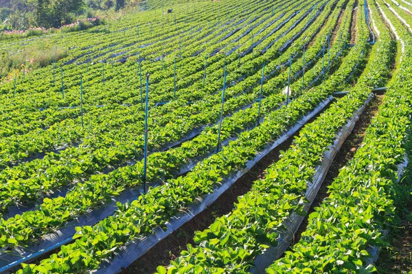 Verse aardbeien veld — Stockfoto