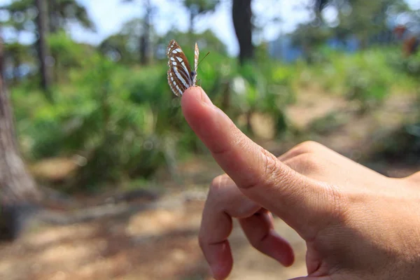 Farfalla al dito dell'uomo — Foto Stock