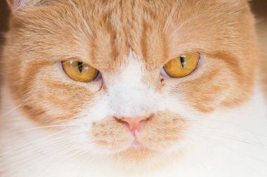 İngiliz kısa hava kedisi