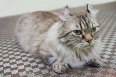 Amerikalı kıvırmak kedi