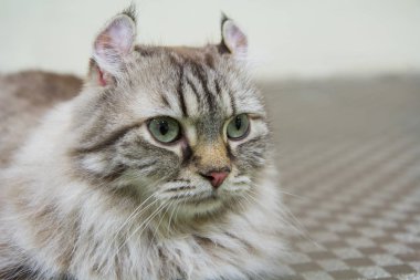 Amerikalı kıvırmak kedi