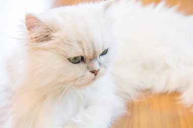 Beyaz İran Kedilerinden