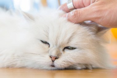 Dokunmatik beyaz İran Kedilerinden kafa