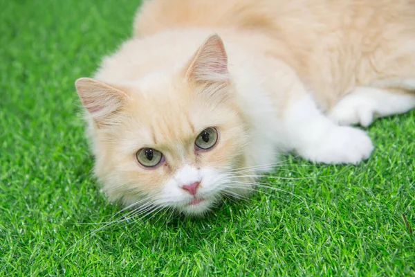 Cute Munchkin cat — Stock Photo, Image