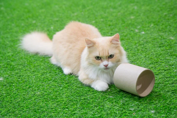 Aranyos Munchkin cat — Stock Fotó