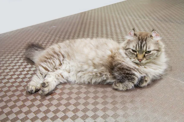 Amerikalı kıvırmak kedi