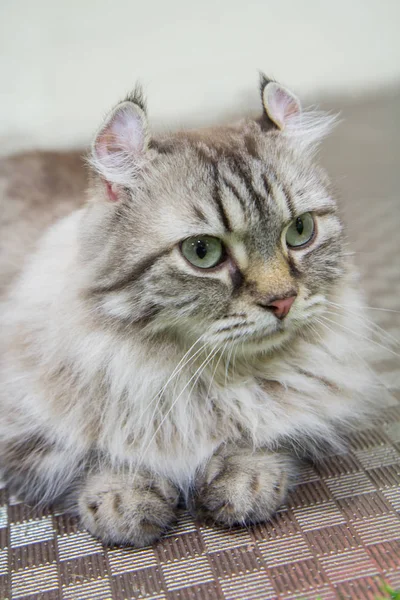 American Curl cat — Stock Photo, Image