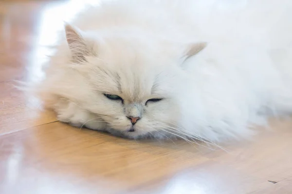 Gatos persas blancos — Foto de Stock