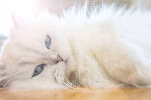 Gatos persas blancos — Foto de Stock