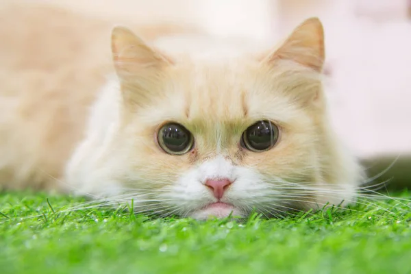 Cute Munchkin cat — Stock Photo, Image