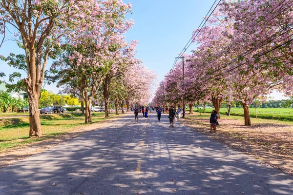 Pink Tecoma festival street and traveler at Kasetsart University — Stock Photo, Image