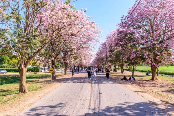 粉红色的国花节街头和旅行者在农业大学 — 图库照片