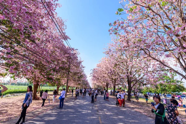 Pink Tecoma festival street and traveler at Kasetsart University — Stock Photo, Image