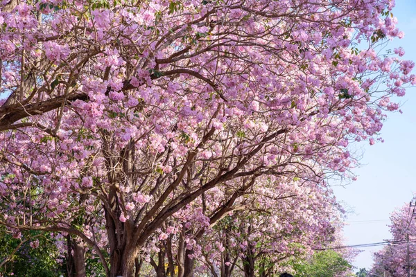 粉红色的国花花在公园里 — 图库照片