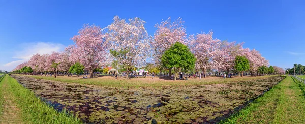 Panorama z růžové Tecoma květina v parku — Stock fotografie