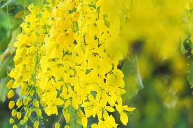 Cassia fistül ağaç