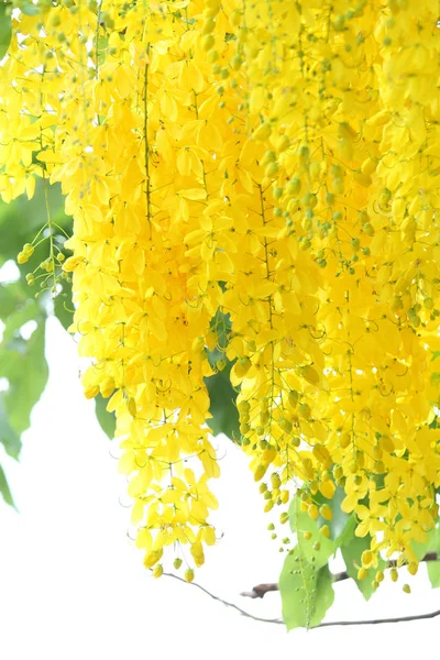 Cassia fistula boom — Stockfoto