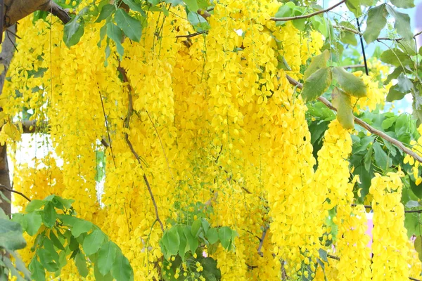 Cassia fistula strom — Stock fotografie