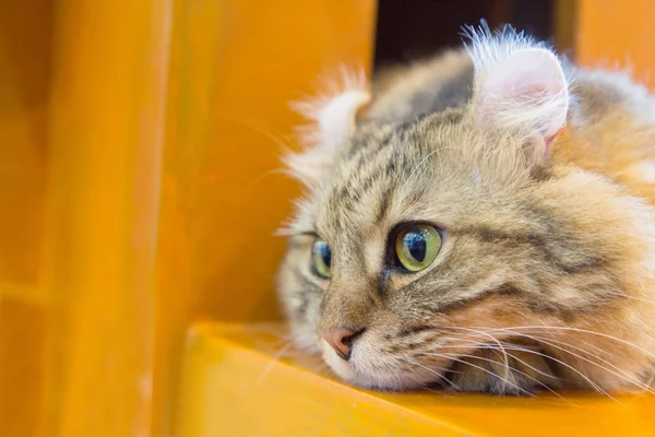 American Curl cat — Stock Photo, Image