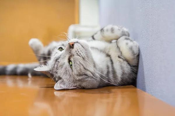 American shorthair rolled around on the table — Stock Photo, Image